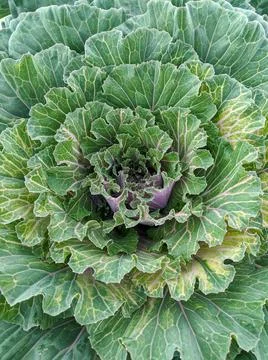 Ornamental cabbage close-up for design packaging and advertising. Foto stock