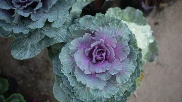 Ornamental-Cabbage Stock Footage 85548524