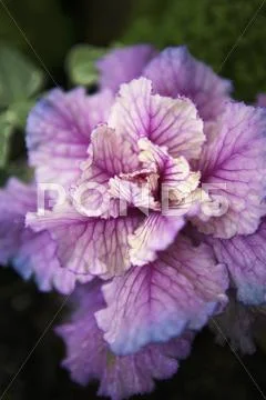 Ornamental cabbage Stock Photos
