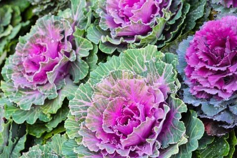 Ornamental cabbage Stock Photos