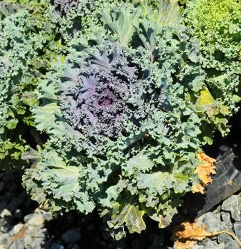 Ornamental cabbage. Stock Photos