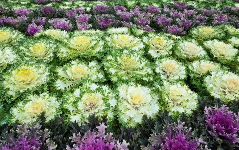 Ornamental cabbage Stock Photos