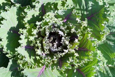 Ornamental cabbage Stock Photos