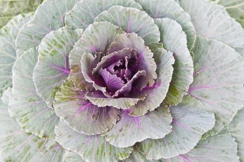 Ornamental cabbage Stock Photos