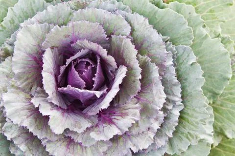 Ornamental cabbage Foto stock
