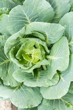 Ornamental cabbage Stock Photos