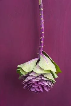 Ornamental cabbage Foto stock