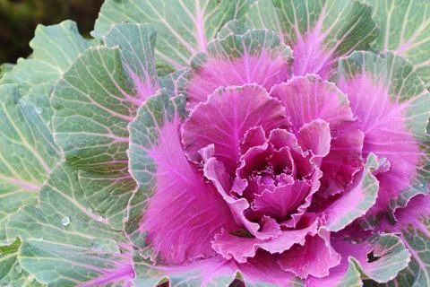 Ornamental cabbage Stock Photos