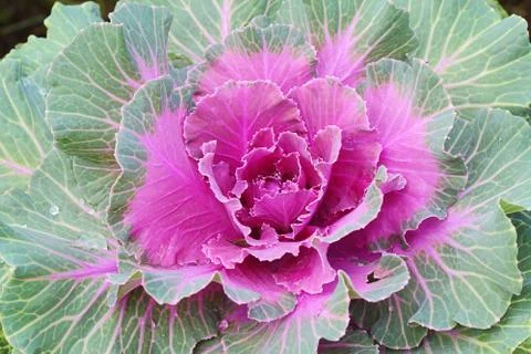 Ornamental cabbage Stock Photos