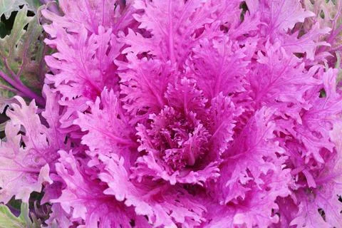 Ornamental cabbage Stock Photos