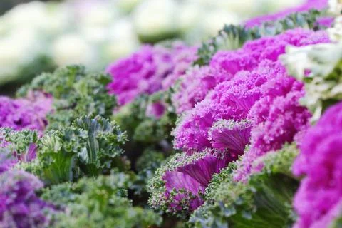 Ornamental cabbage Stock Photos