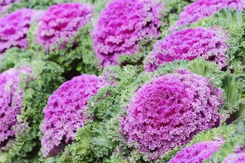 Ornamental cabbage Stock Photos
