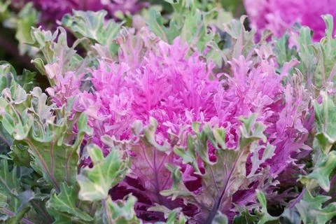 Ornamental cabbage Stock Photos