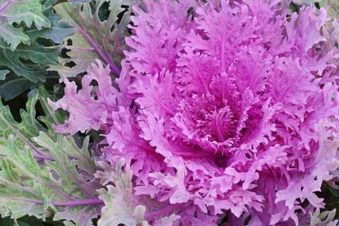 Ornamental cabbage Stock Photos