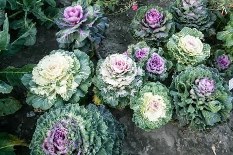 Ornamental cabbage Foto stock