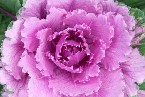 Ornamental cabbage Stock Photos