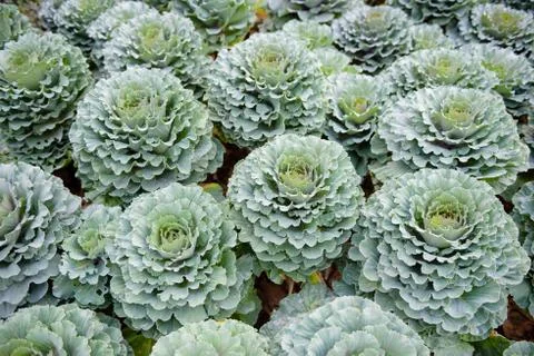 Ornamental cabbage Stock Photos