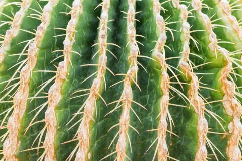 Ornamental Cactus Background Foto stock