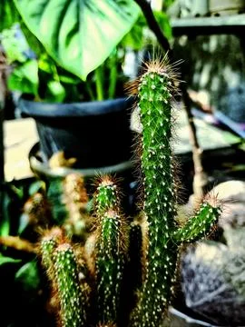 An ornamental cactus Stock Photos