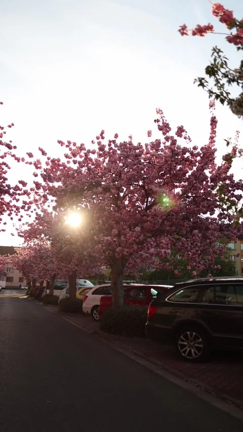 Ornamental cherry trees glowing in warm sunset city street Stock Footage 333510951