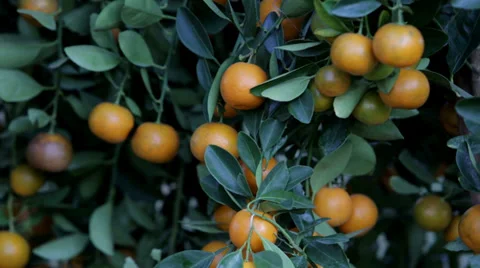 Ornamental Citrus Tree Stock Footage 35525112