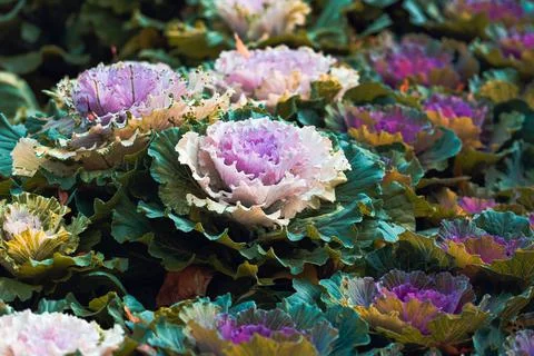 Ornamental decorative cabbage Stock Photos
