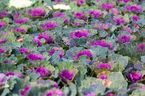 Ornamental decorative cabbage Stock Photos