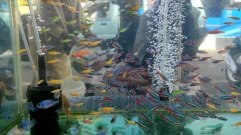Ornamental fish in an aquarium Stock Footage 196206620