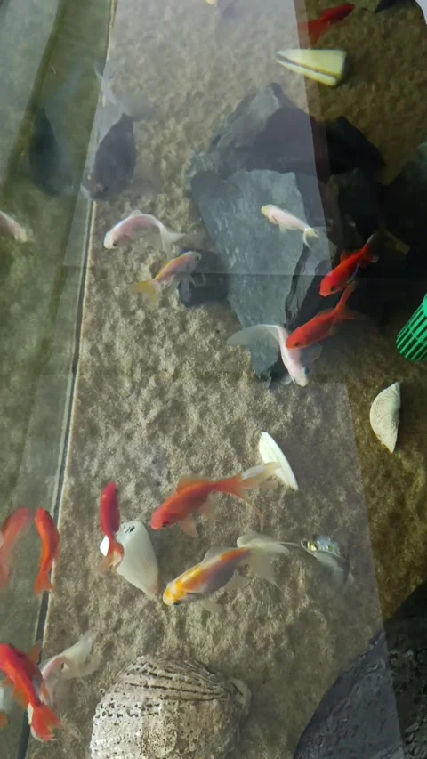Ornamental fish in the aquarium Stock Footage 276945000