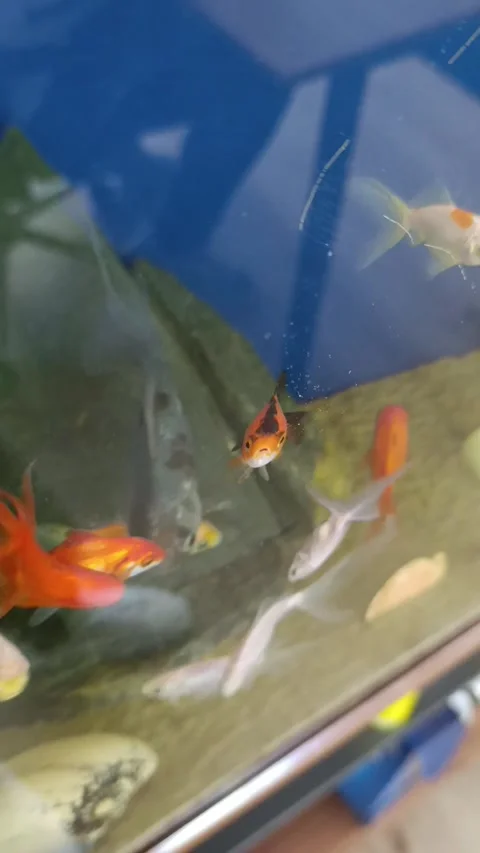 Ornamental fish in the aquarium Stock Footage 276945002
