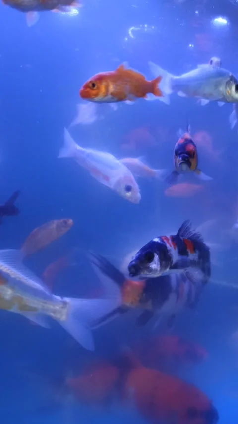 Ornamental Fish in Aquarium Stock Footage 310474164