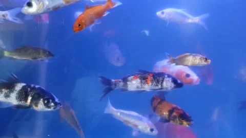 Ornamental Fish in Aquarium Stockbeeldmateriaal 310474176