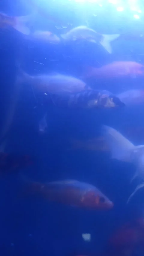 Ornamental Fish in Aquarium Stock Footage 310474197