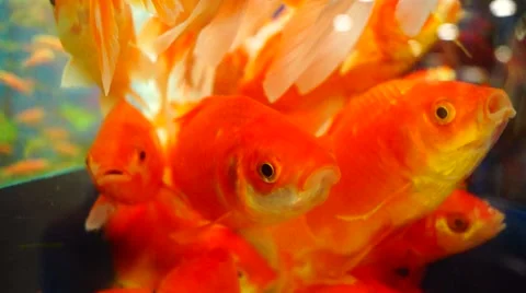 Ornamental fish Stock Footage 64642049