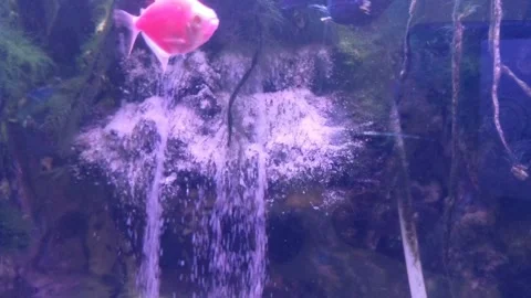 Ornamental fish Stock Footage 274479549