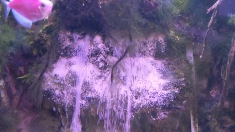 Ornamental fish Stock Footage 274479551