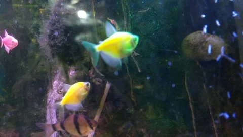 Ornamental fish Stock Footage 274479581