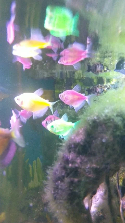 Ornamental fish Stock Footage 274479632