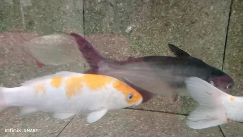Ornamental fish group Stock Footage 236019936