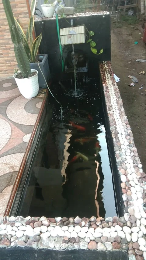 Ornamental fish mini pond Stock Footage 212527828