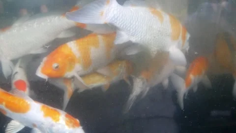 Ornamental fish or koi fish in an aquarium Stock Footage 302943422