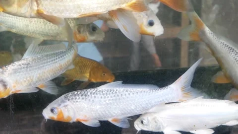 Ornamental fish or koi fish in an aquarium Stock Footage 302943434