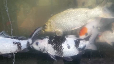 Ornamental fish or koi fish in an aquarium Stock Footage 302943435