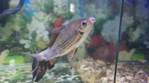 Ornamental fish Stock-Fotos