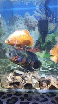 Ornamental fish 스톡 사진