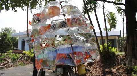Ornamental fish in plastic bag Stock Footage 58625834