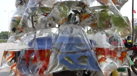Ornamental fish in plastic bag Stock Footage 58625838