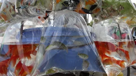 Ornamental fish in plastic bag Stock Footage 58625853