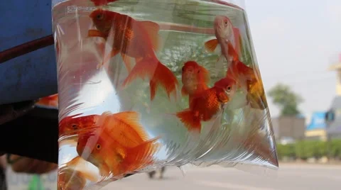 Ornamental fish in plastic bag Stock Footage 58625857
