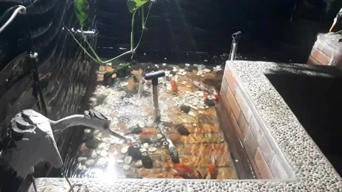 Ornamental fish pond Stock Footage 243959608